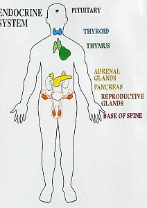 Эндокринная система
